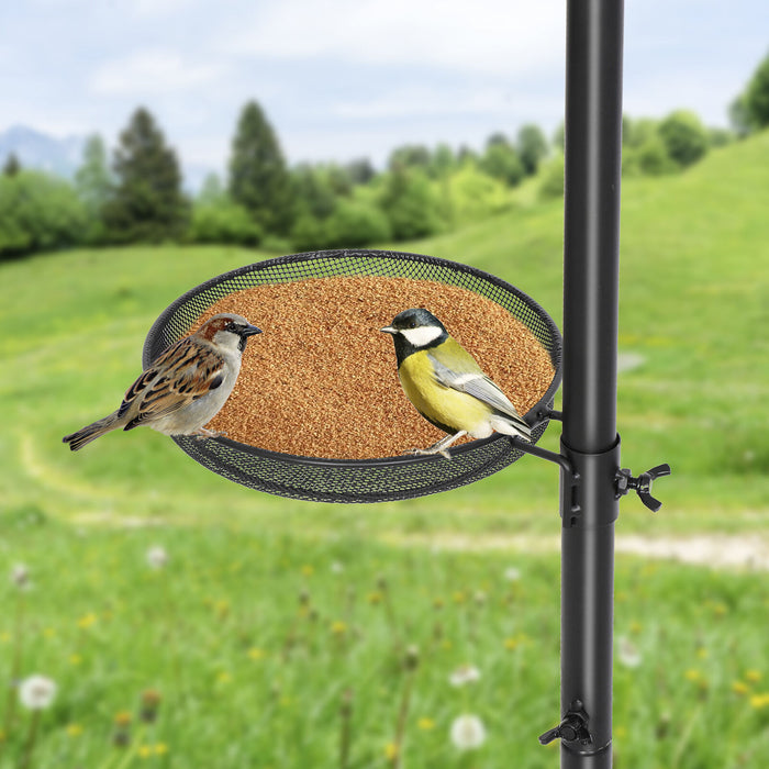 Bird Feeding Seeds