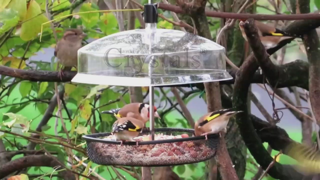 Bird Seed Feeder Video